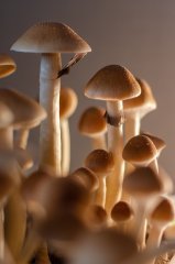 DSC_1511.jpg