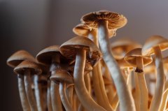 DSC_1513.jpg