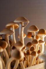 DSC_1517.jpg