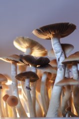 DSC_1519.jpg