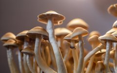 DSC_1531.jpg