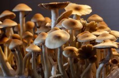 DSC_1538.jpg