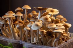 DSC_1539.jpg