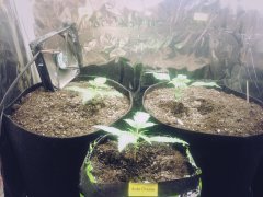IMG_20190107_085117.jpg