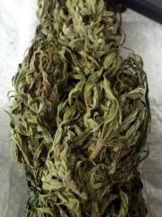 OG Kush