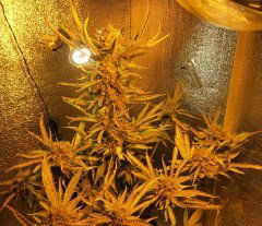 TrainWreck