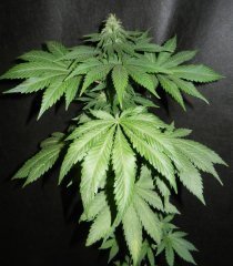 Indica