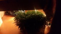 Под кроваткой  свет живет,