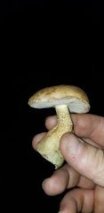 хотите грибочек сожрать?