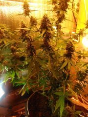 GreenCrack-auto.jpg