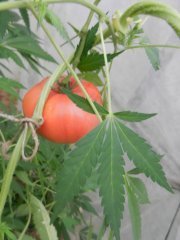 Tomato)).jpg