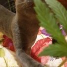 Коткомпот