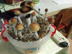 Golden Teacher