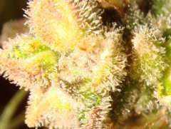 LSD-Satori auto.jpg