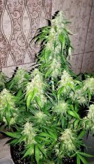 6F40CBD5-B28D-4A96-9D54-D36216C0DED8.jpeg