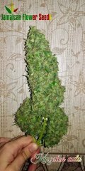 auto Kingston/Jamaican flower seeds(JFS)