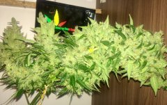 auto reggae spirit /Jamaican flower seeds (JFS)