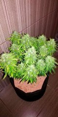 Auto Kingston/Jamaican flower seeds (JFS)