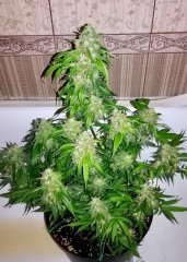Auto Kingston/Jamaican flower seeds (JFS)