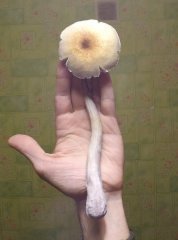 B+