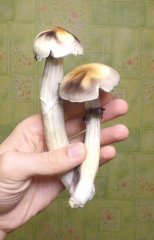B+