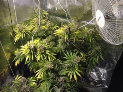 Vanilla Kush