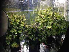 LSD, Durban Poison, Vanilla Kush