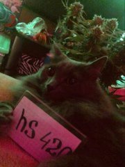 котик.jpg