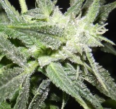 Cambodian landrace.jpg