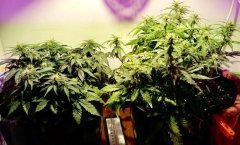 Auto reggae spirit/Jamaican flower seeds