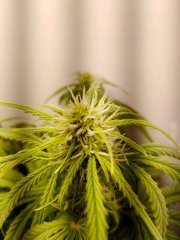 Auto reggae spirit/Jamaican flower seeds