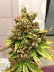 Super auto Kingston/Jamaican flower seeds (JFS)
