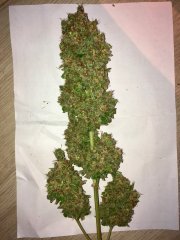 Super auto Kingston/Jamaican flower seeds (JFS)