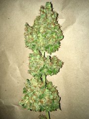 Super auto Kingston/Jamaican flower seeds (JFS)