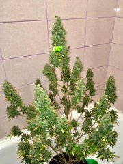 Super auto Kingston/Jamaican flower seeds(JFS)