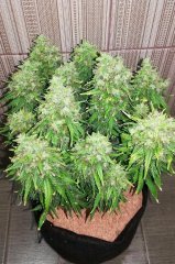 Super auto Kingston/Jamaican flower seeds (JFS)