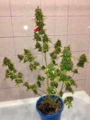 Super auto Kingston/Jamaican flower seeds (JFS)
