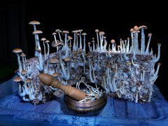 Psilocybe Cubensis McKennaii