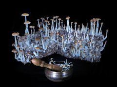 Psilocybe Cubensis McKennaii