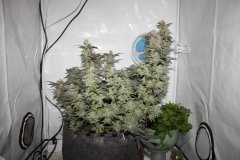 Golosa