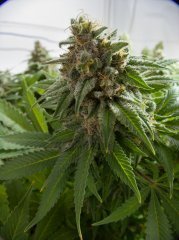 Blue Gelato 41