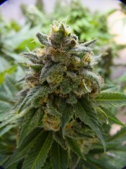 Blue Gelato 41