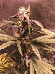Crystal Meth auto