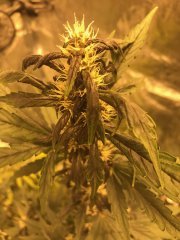 Crystal Meth auto