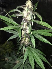 Crystal Meth Auto