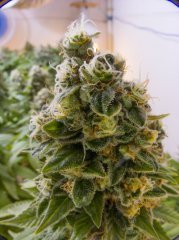 Holy Grail 69