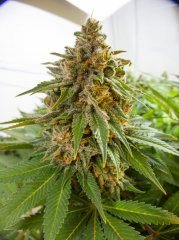 Blue Gelato 41