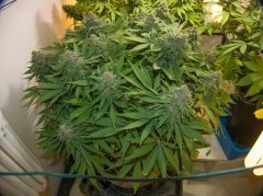 Blue Gelato 41