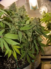 Blue Gelato 41