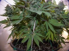 Blue Gelato 41